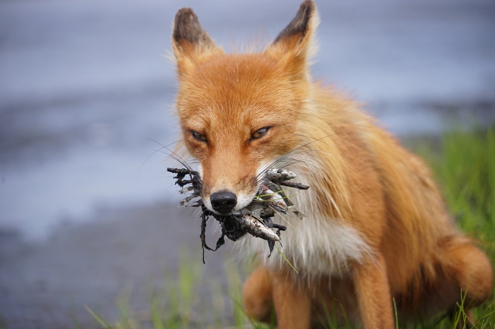 Photograph by Нина Ким