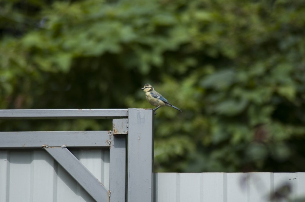 Photograph by Константин