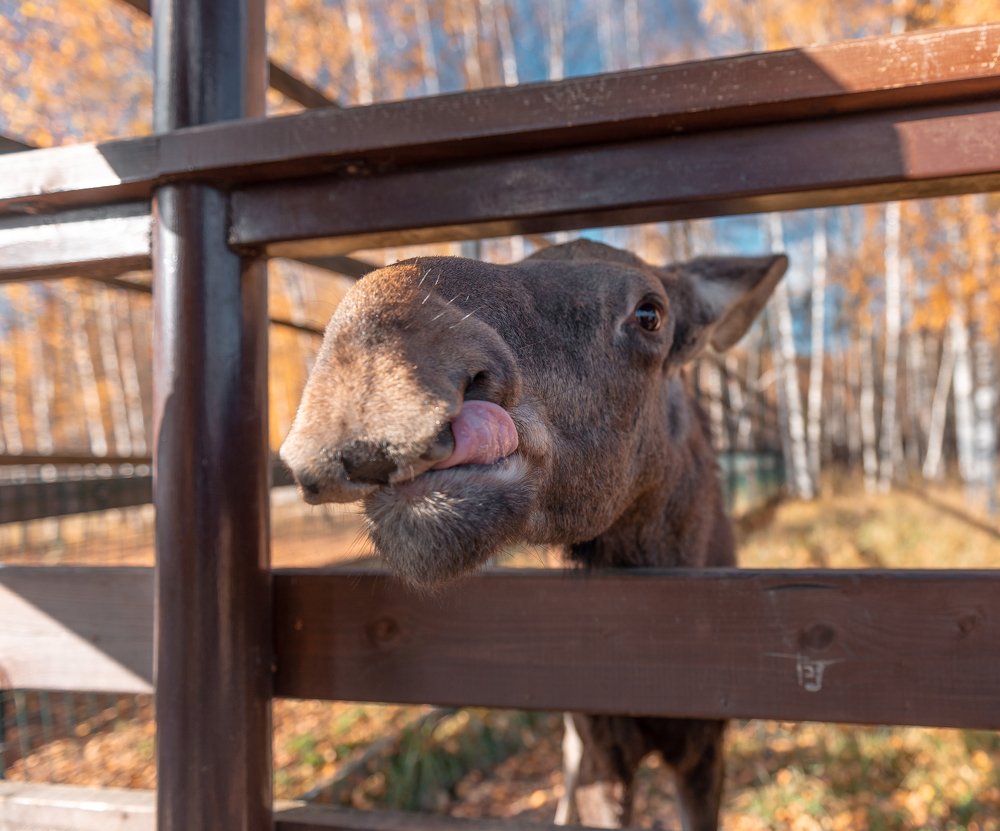 Фотография автора Анастасия Мазурева