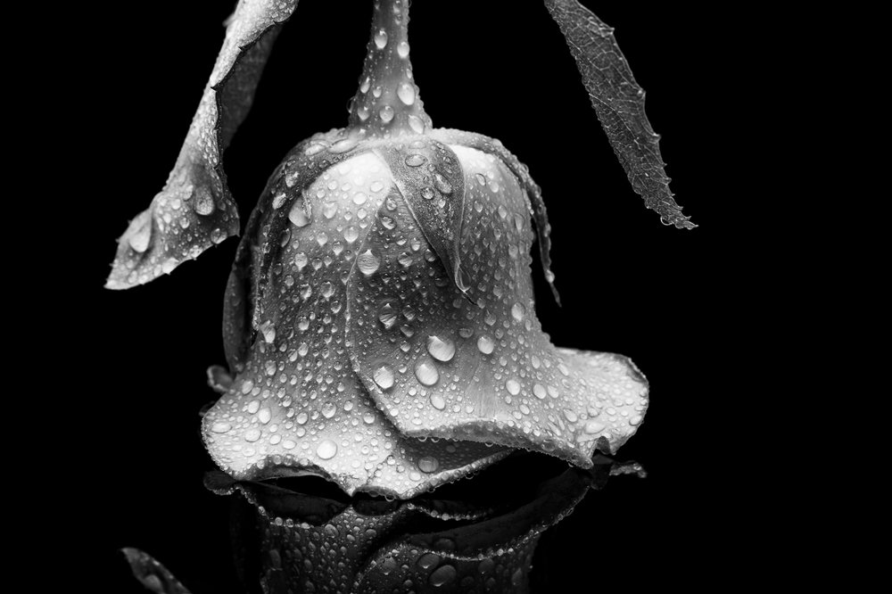 Photograph by Светлана Сафина