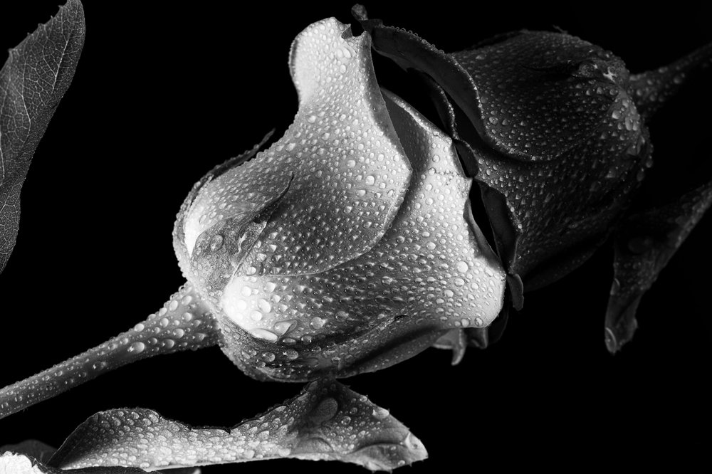 Photograph by Светлана Сафина