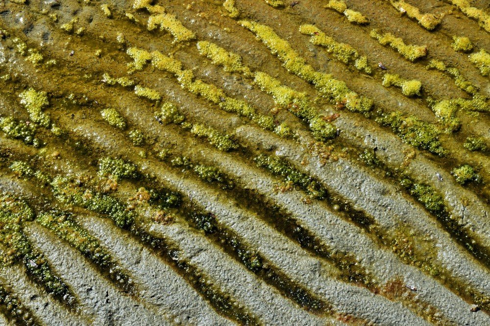 Photograph by Ija Reiman