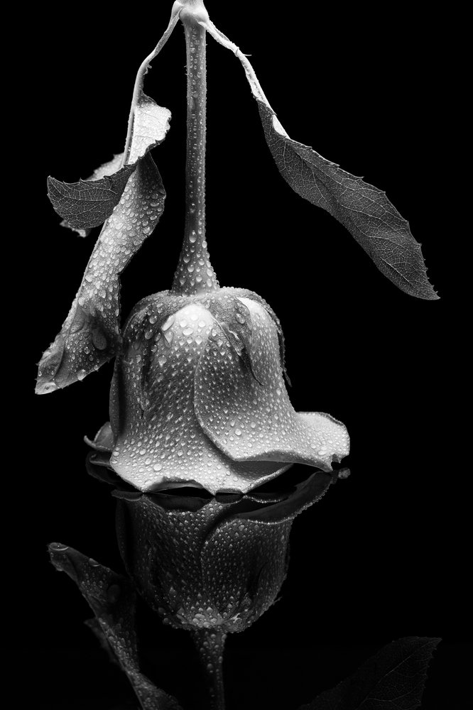 Photograph by Светлана Сафина