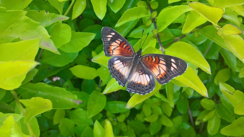 Фотография автора serubogo vicentes