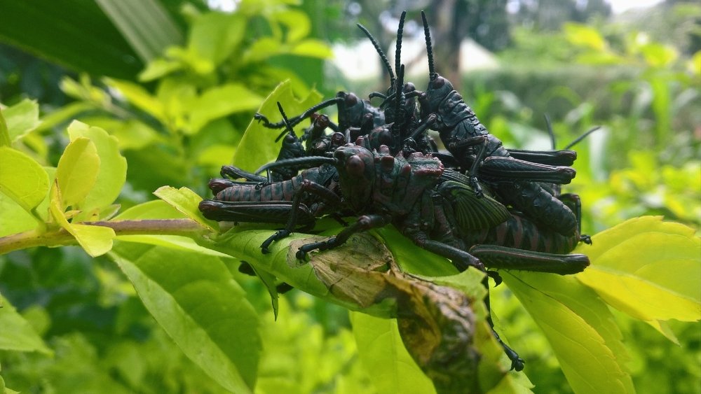 Фотография автора serubogo vicentes