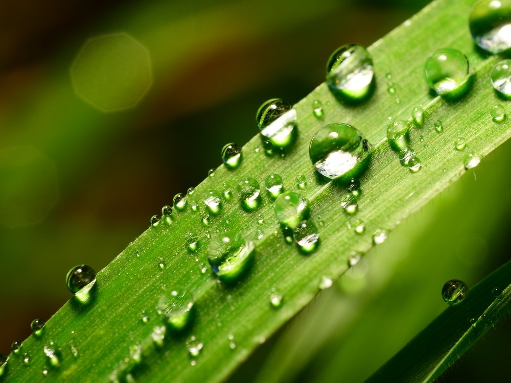 Весенняя роса!