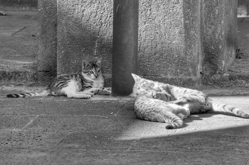 Photograph by Sahar Ghadir