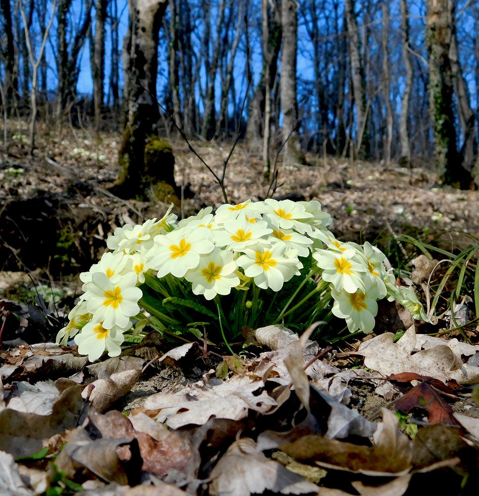 Март в лесу