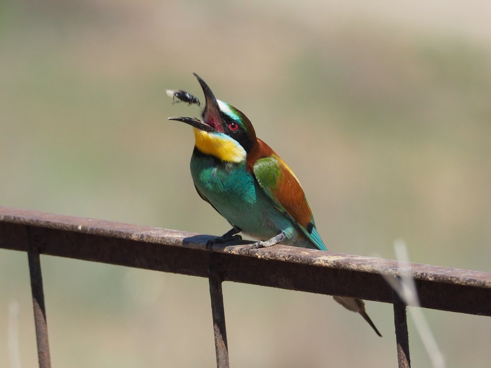 Есть только миг