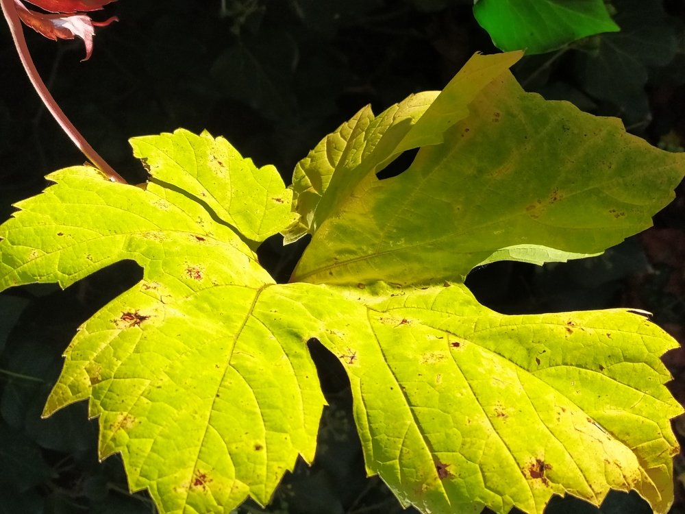 Игра солнца.