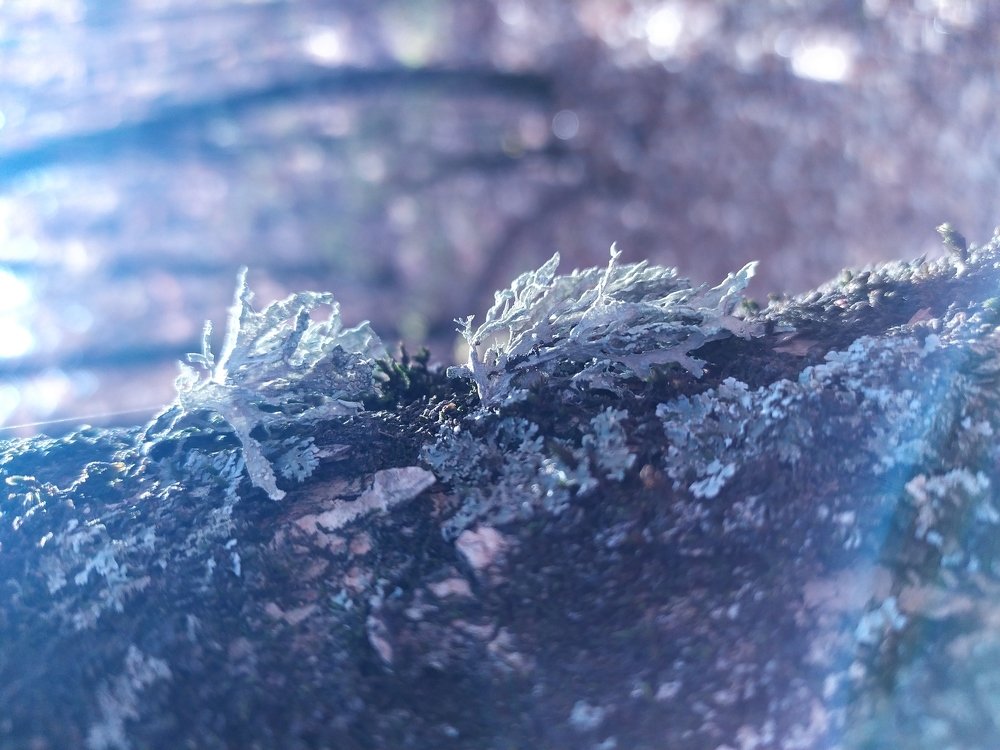 Сказочный лес