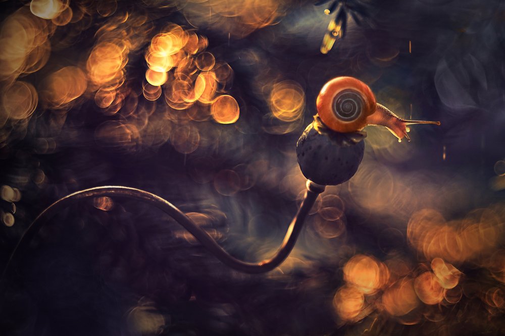 Photograph by Iwona Sikorska