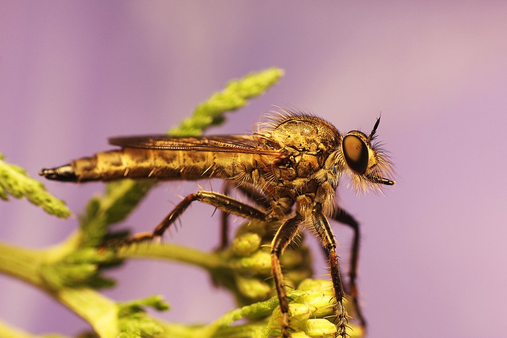 Фотография автора Peter Janso