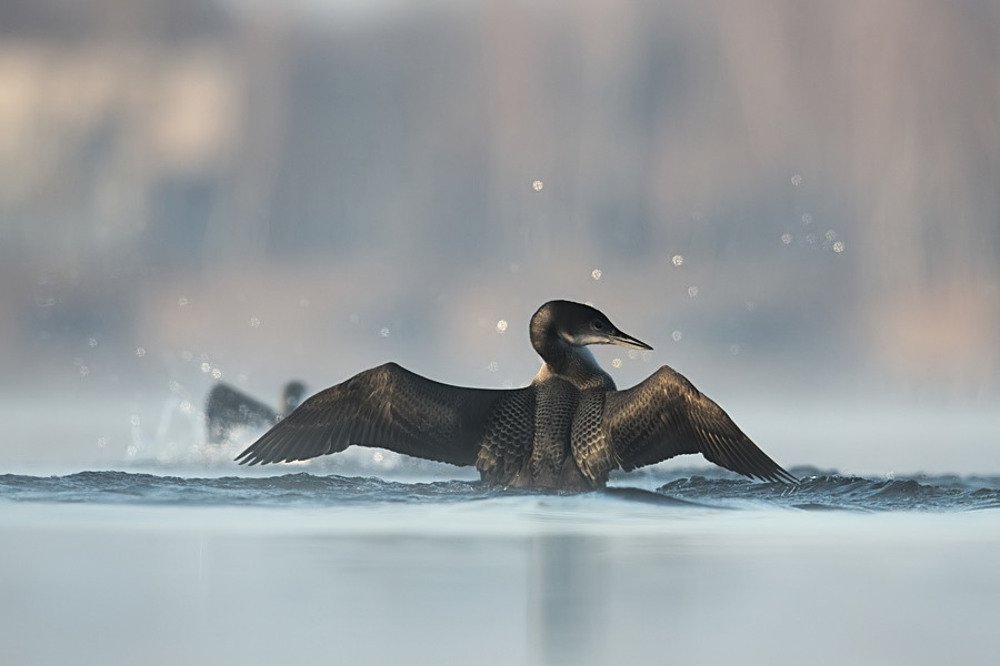 Photograph by Piotr Blachliński