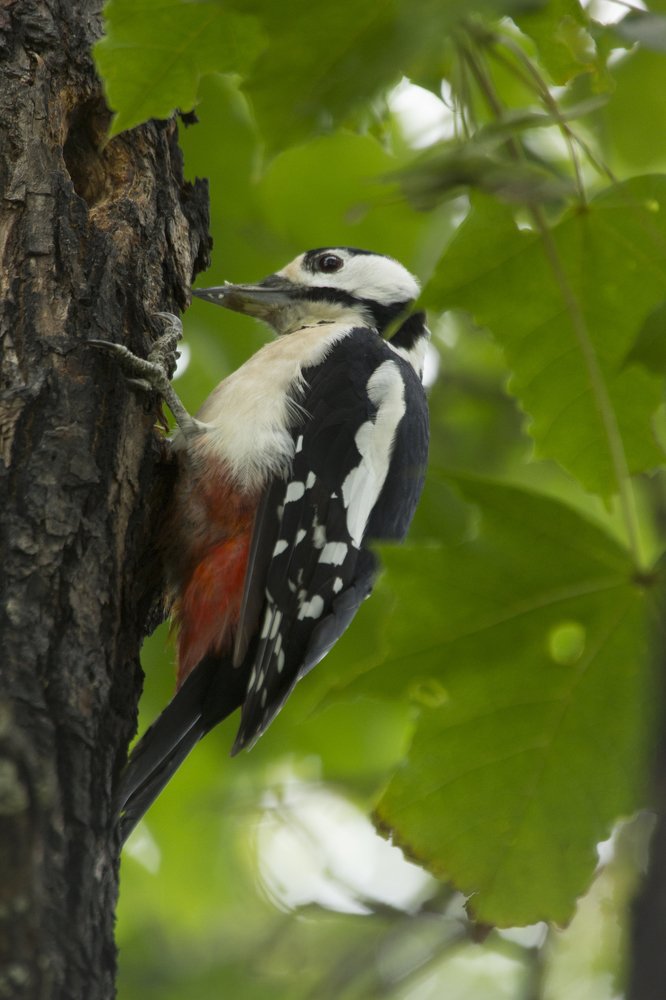 Строитель леса.