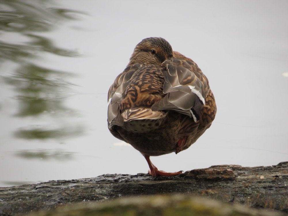 Photograph by Иван Скрипкин