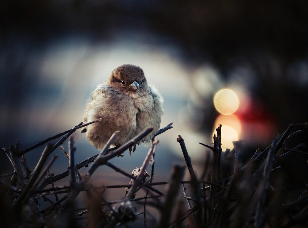 Sparrow and lights