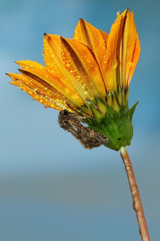 Photograph by Jorge Costa