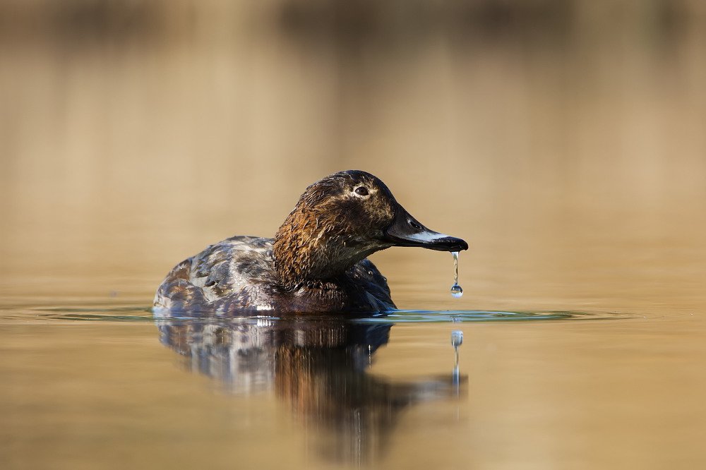 Photograph by Piotr Blachliński