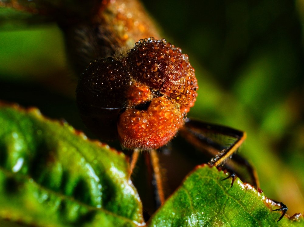 Стрекоза  после  дождя!