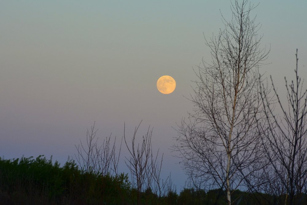 Фотография автора Елена Бракоренко