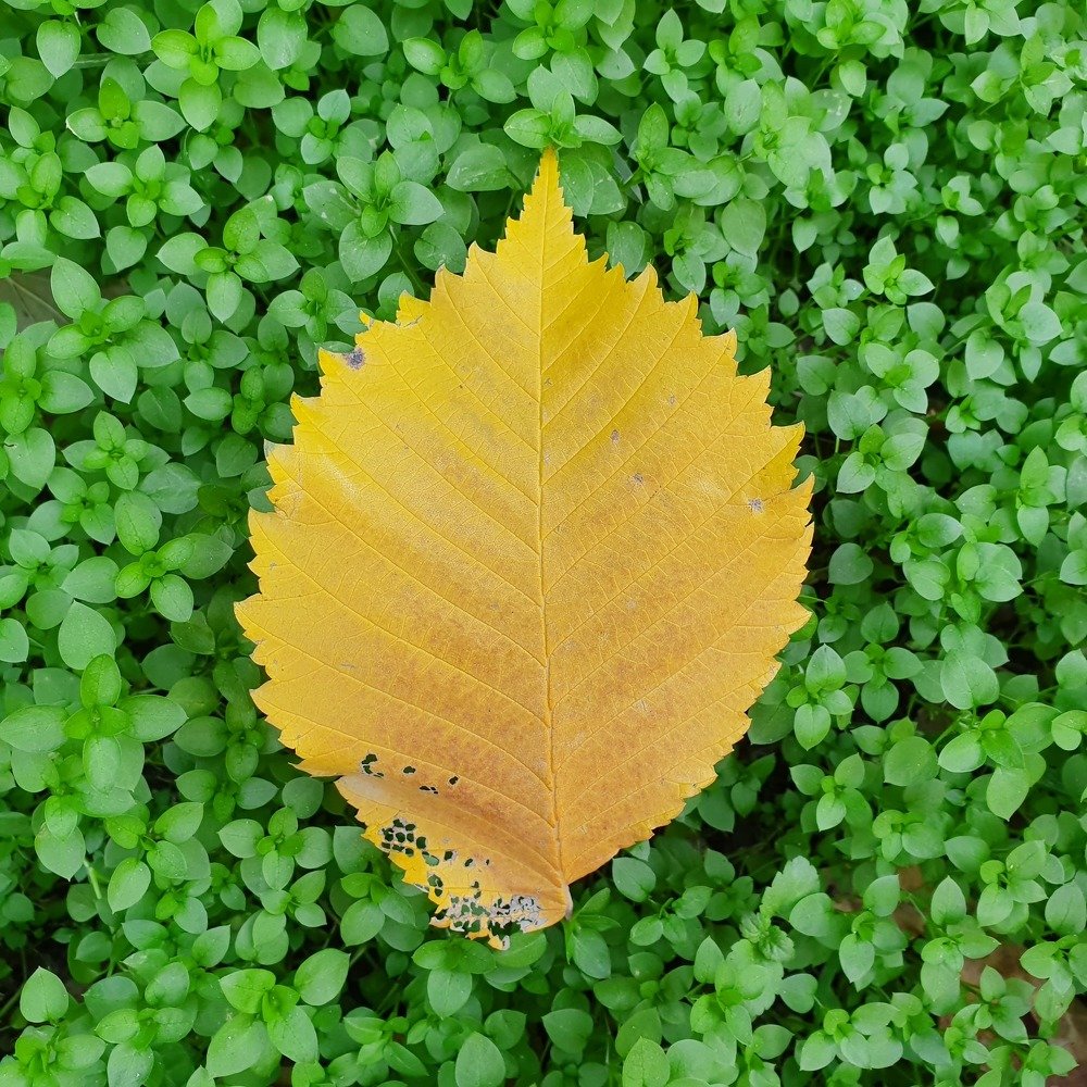 Photograph by Валентина Галич