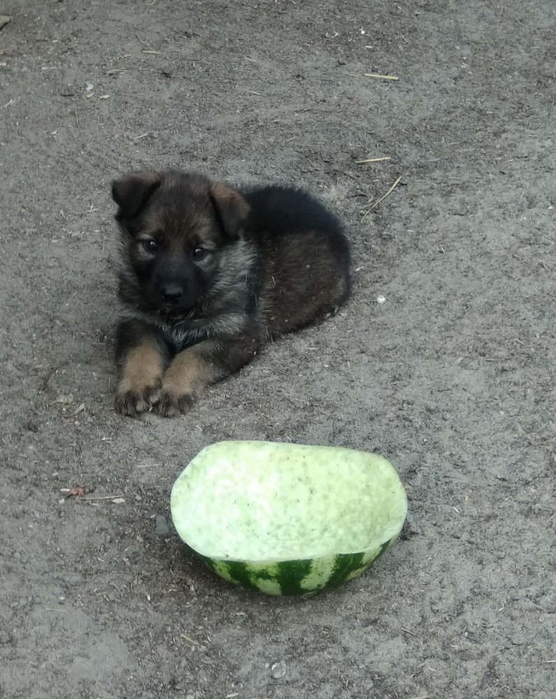 Не уберёг, всё склеивали наглые куры.