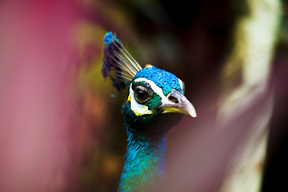 Photograph by Anuar Khairul