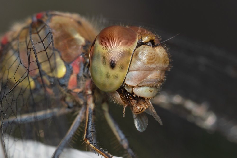 Удачная охота