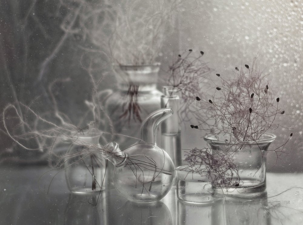 жизнь из стекла*