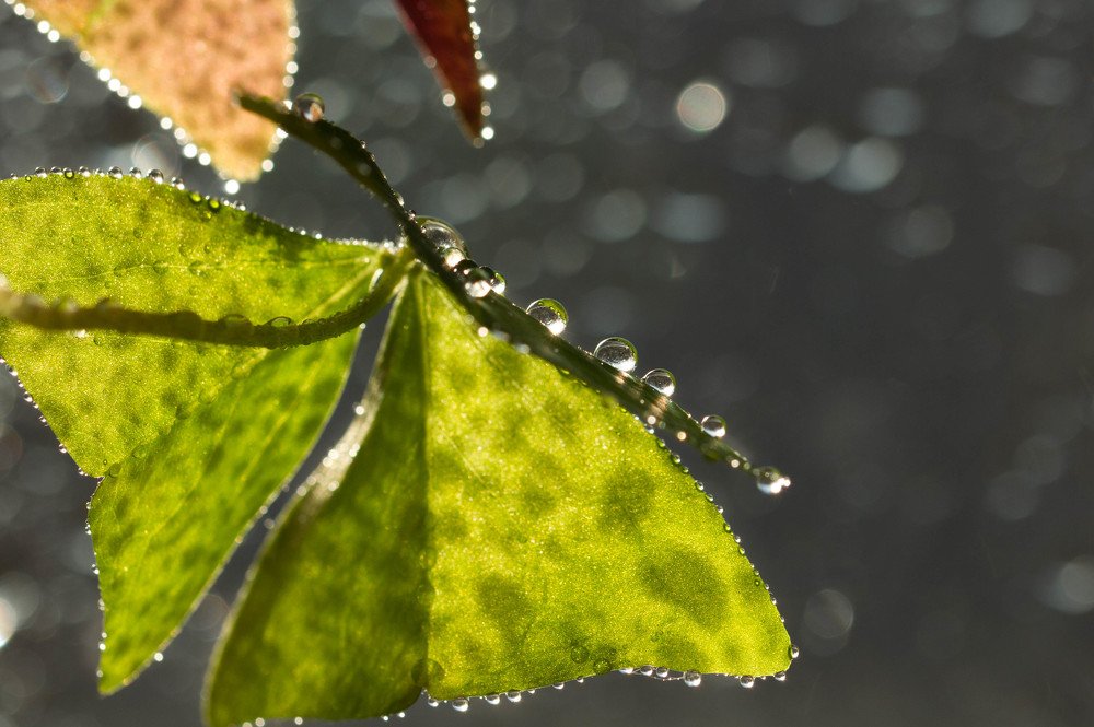 дождливая осень