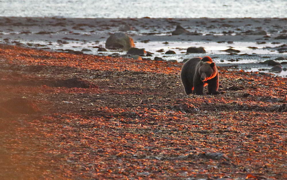 Красный медведь