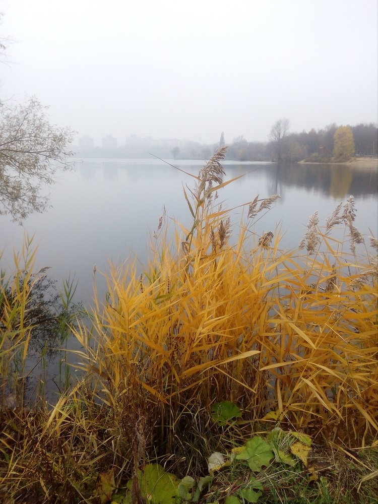 осенний туман