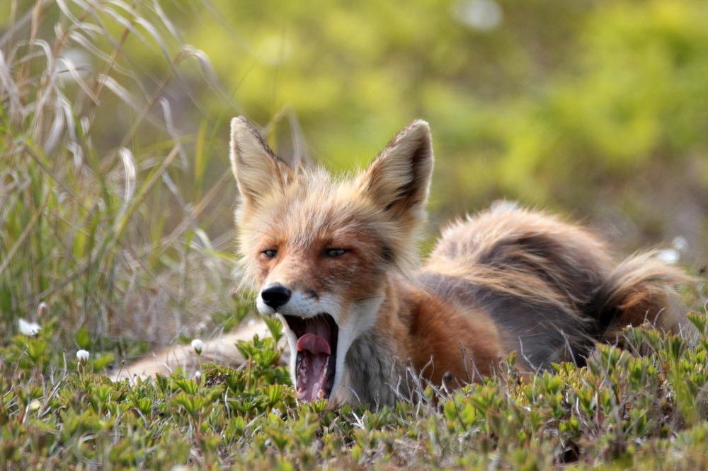 Утренние потягушки.