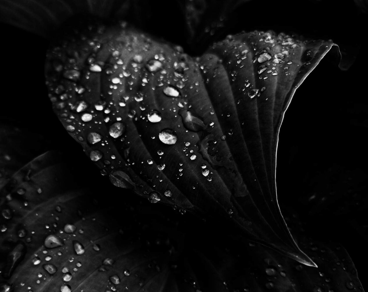 Photo #3951925