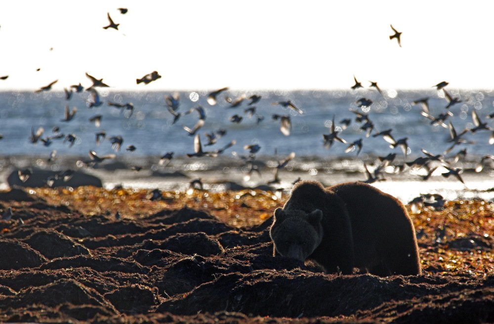 В поисках ужина