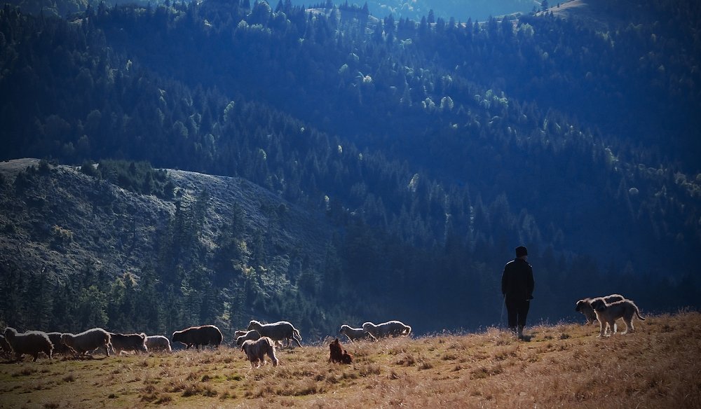 Sheep on the mountain