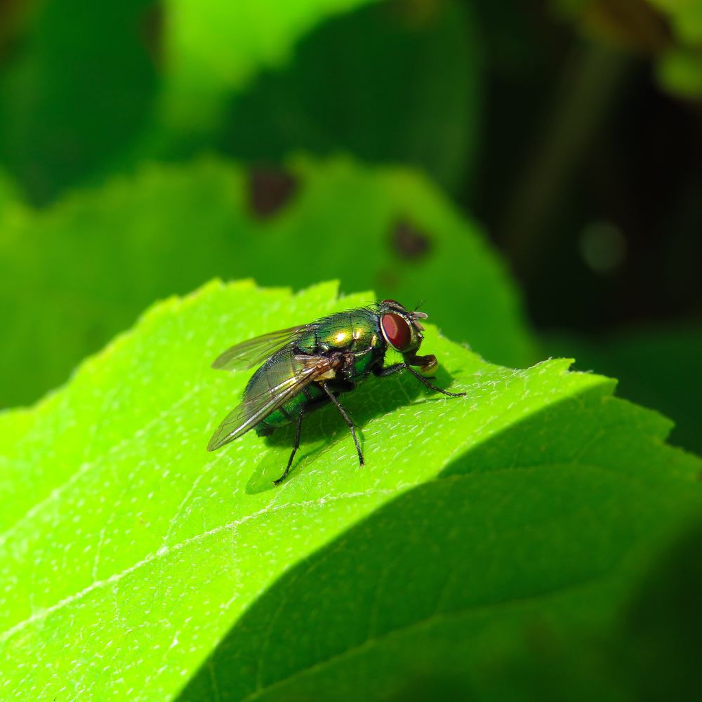 Муха на листочке