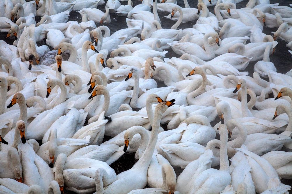 Photograph by Евгения Смолякова