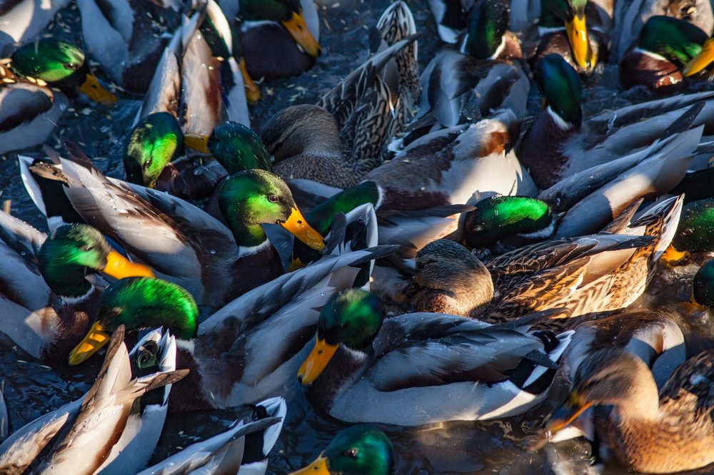 Photograph by Евгения Смолякова