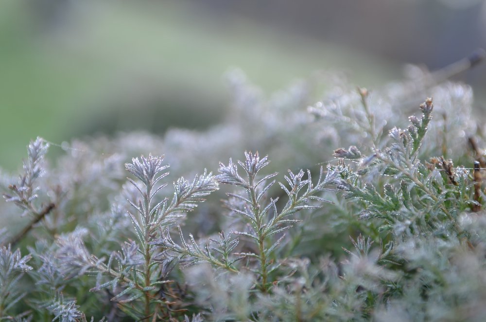 Photograph by Marina