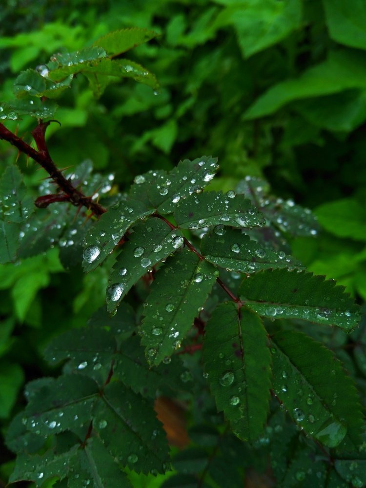 Фотография автора Виктор Конев