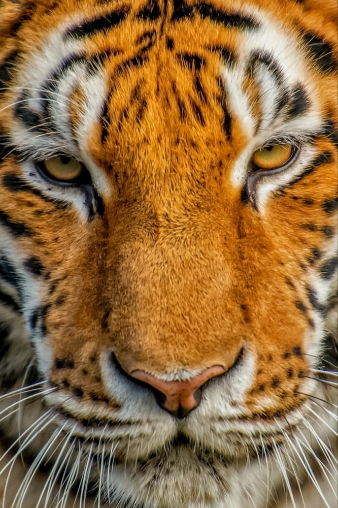 Photograph by Atul mehta