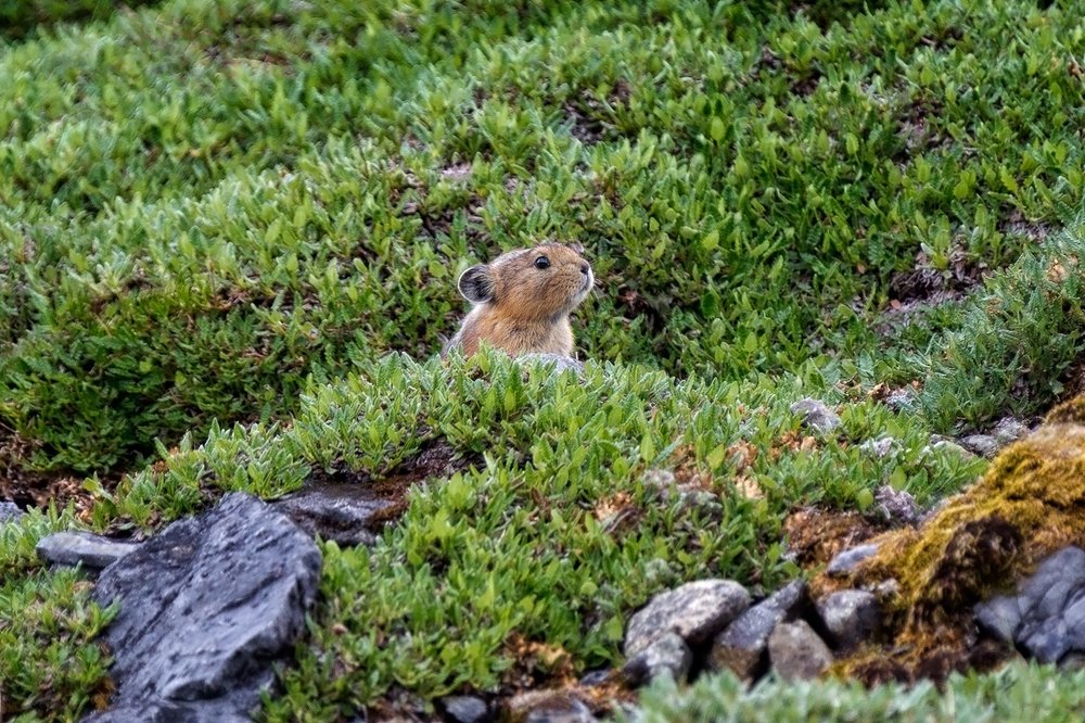 Пипикальхын