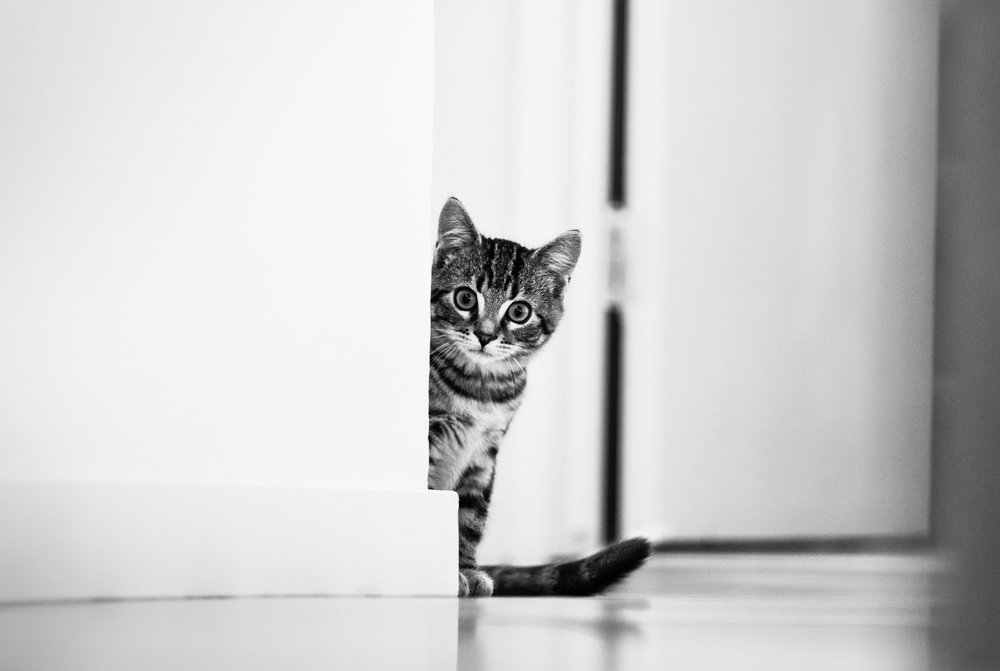 Фотография автора Андрей Степанов