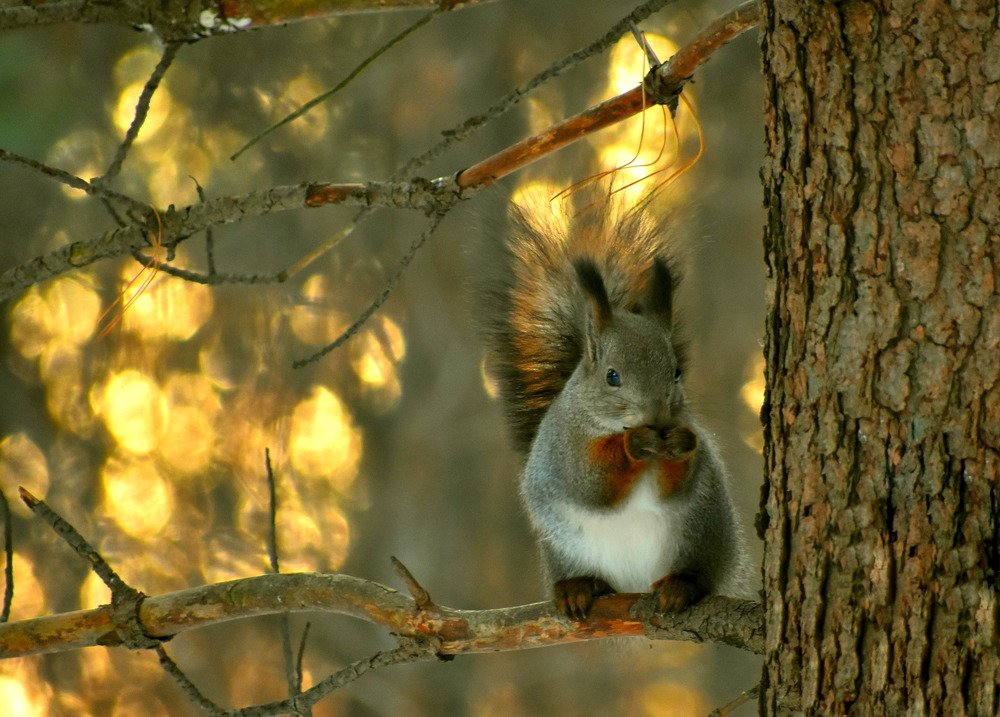 Ужин в золотых лучах заката