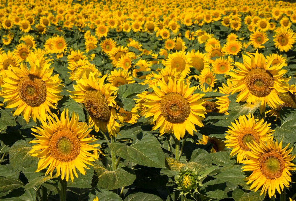 Summer sunflowers