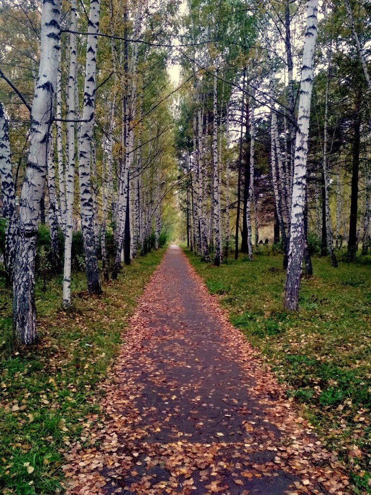 Берёзовая аллея