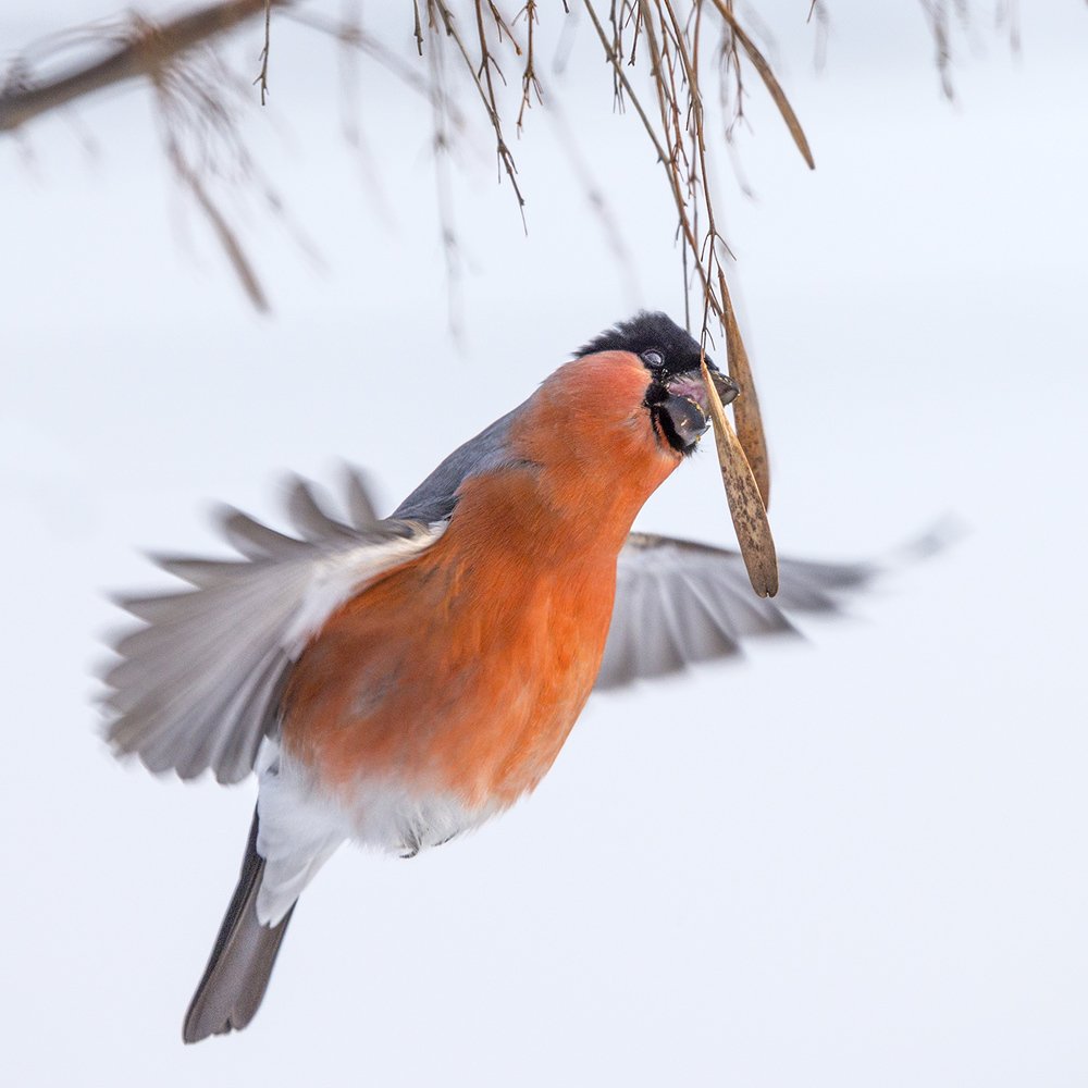 Северный колибри
