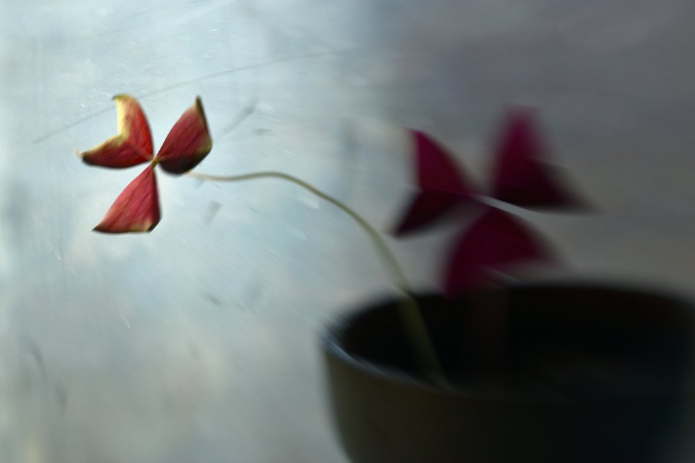 Photograph by Tatyana